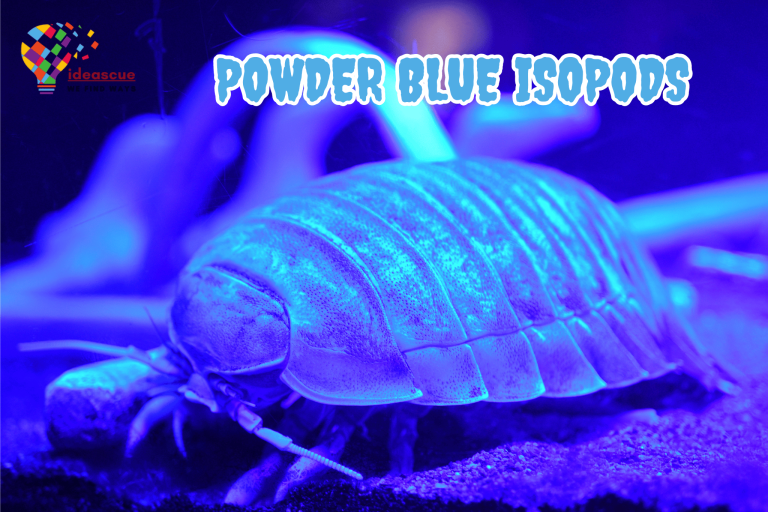 What Is Powder Blue Isopods?