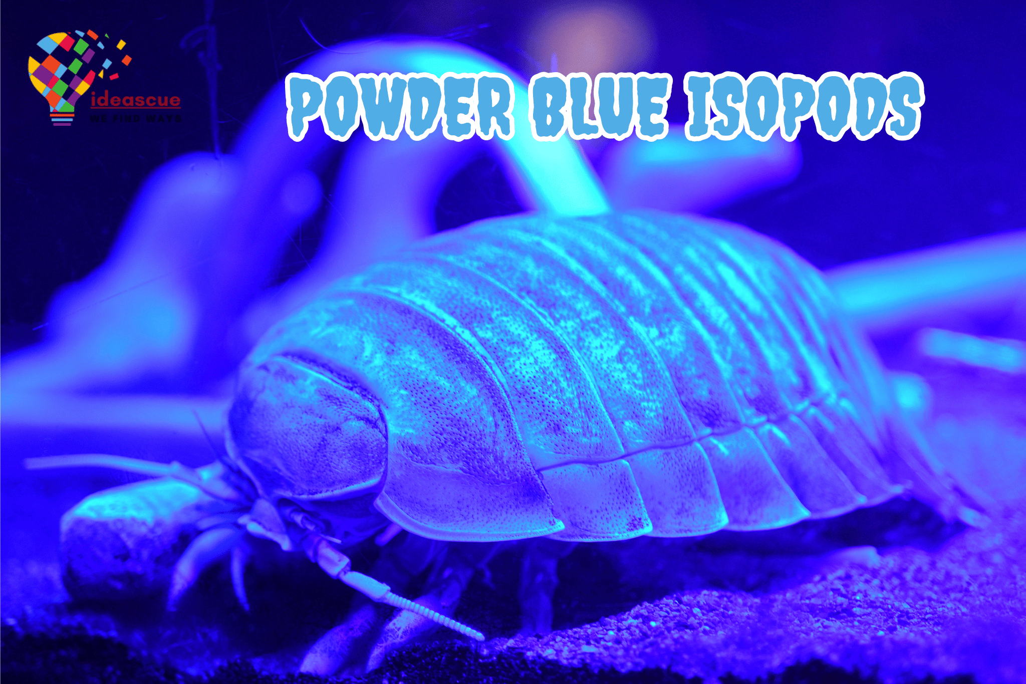 powder-blue-isopods