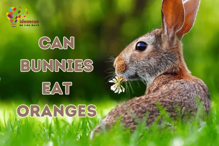 Can Rabbits Eat Oranges?
