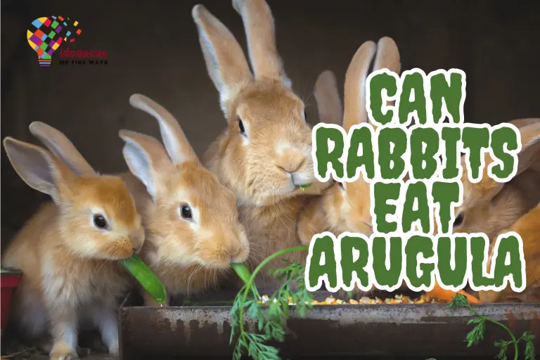 can-rabbits-eat-arugula-