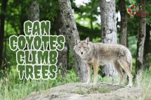 Can Coyotes Climb Trees