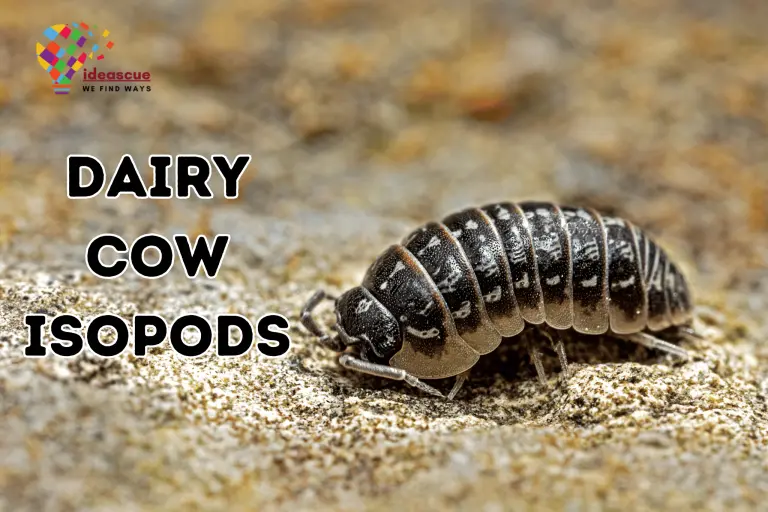 What is a Dairy Cow Isopod?