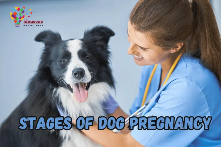 stages of dog pregnancy